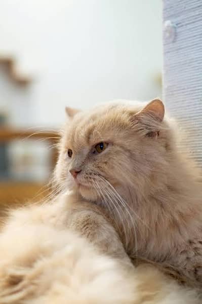 Persian Female Triple Coat Cat/Kitten
