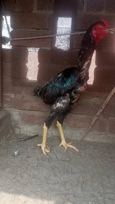 Burmi Aseel (2 Male, 1 Female)