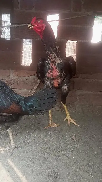 Burmi Aseel (2 Male, 1 Female) — photo 2