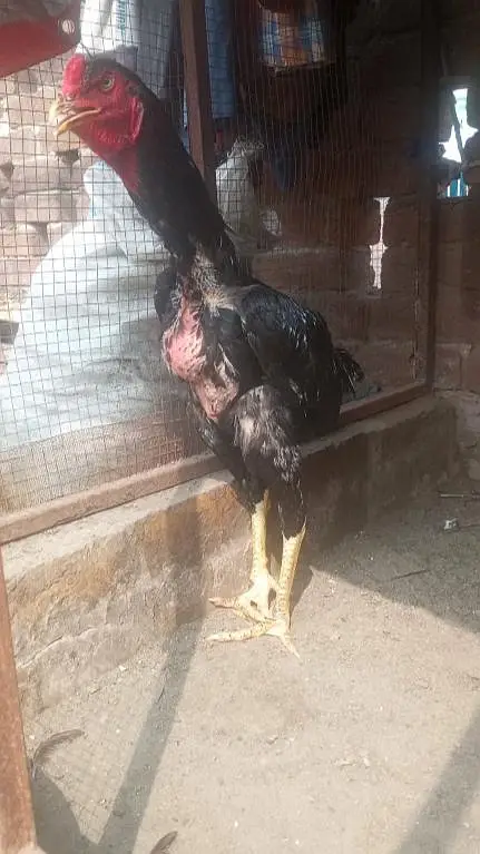Burmi Aseel (2 Male, 1 Female) — photo 3