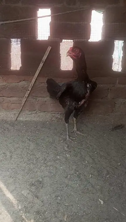 Burmi Aseel (2 Male, 1 Female) — photo 4