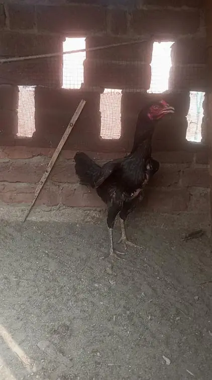 Burmi Aseel (2 Male, 1 Female) — photo 5