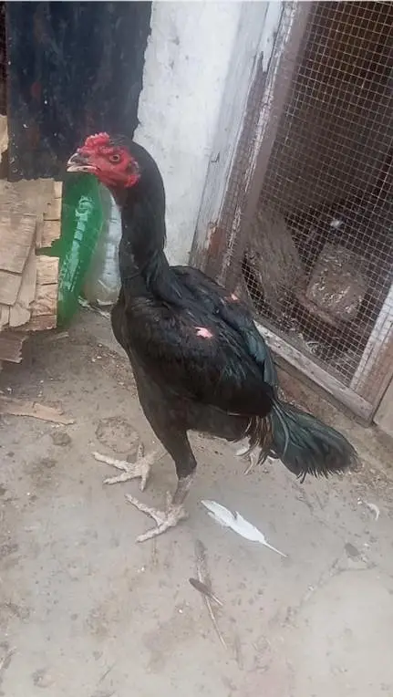 Burmi Aseel (2 Male, 1 Female) — photo 6