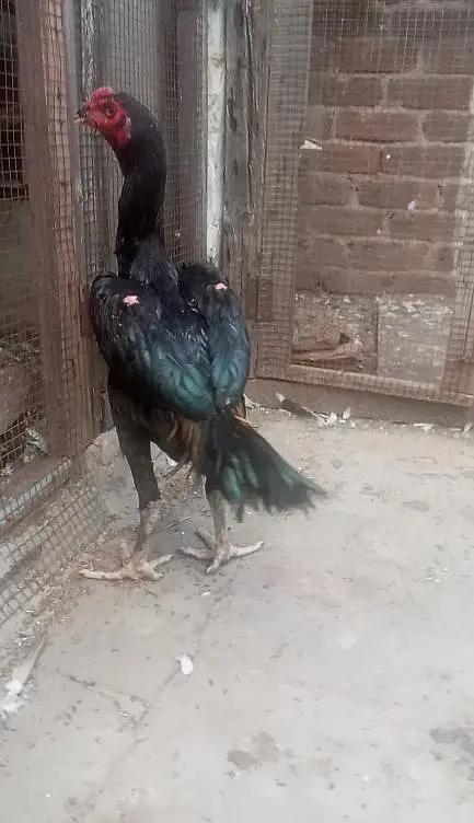 Burmi Aseel (2 Male, 1 Female) — photo 7