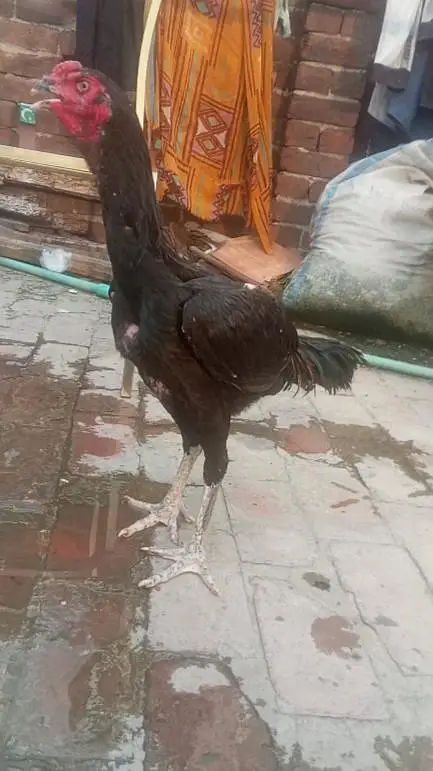 Burmi Aseel (2 Male, 1 Female) — photo 8