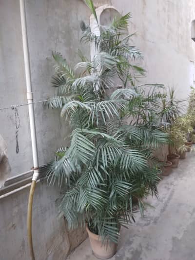 WELL GROWN PLANTS For INdoor/ outdoor