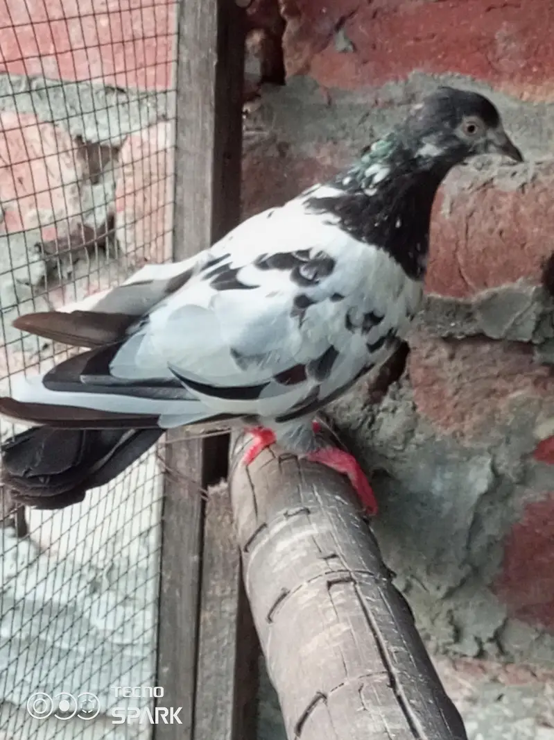 urgent sale karna hain — photo 2