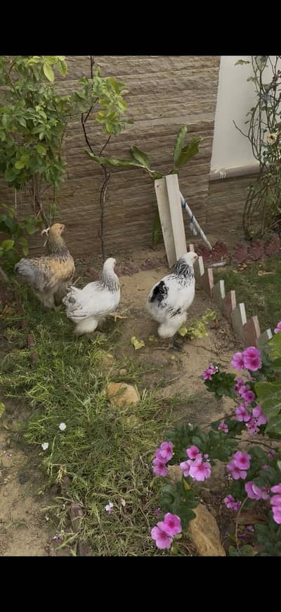 Pair of White Brahma and one golden buff