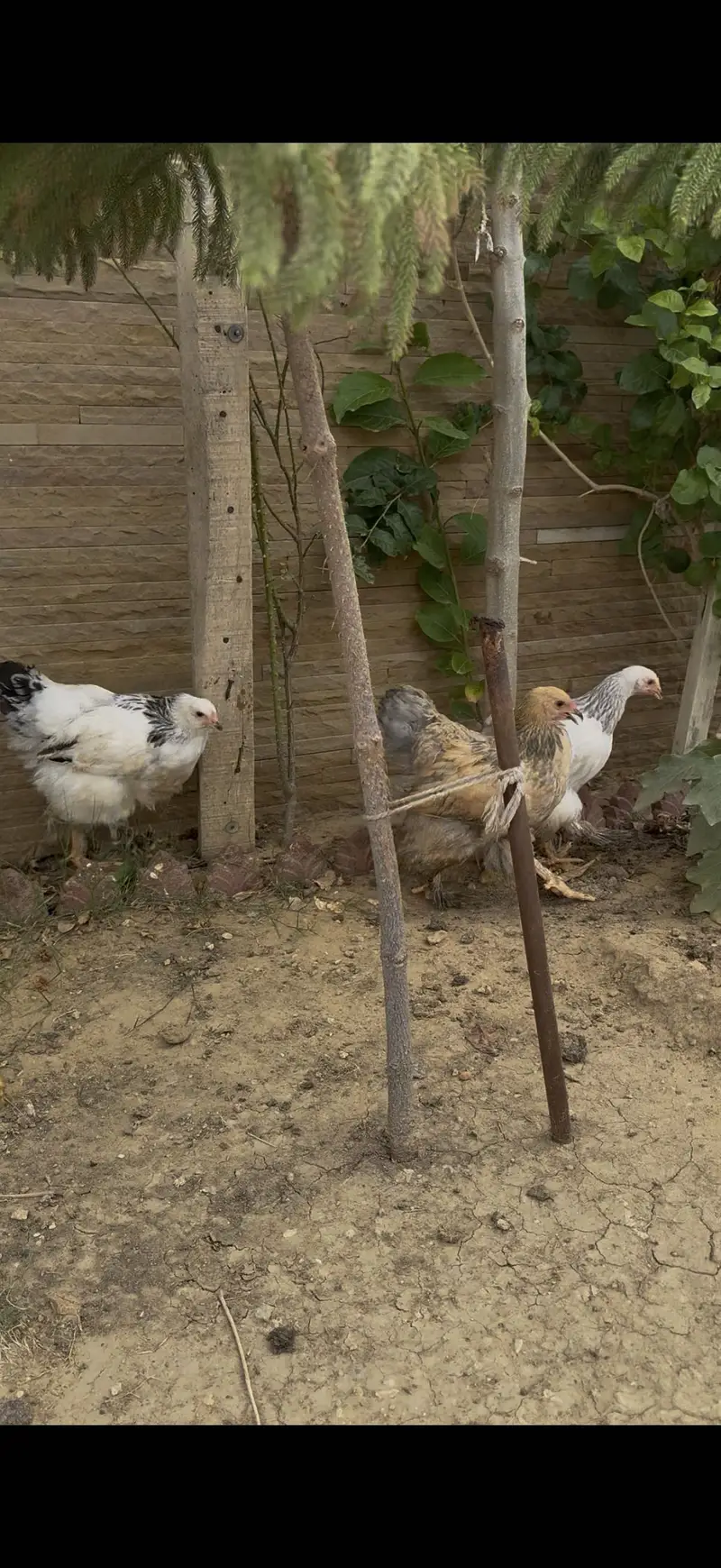 Pair of White Brahma and one golden buff — photo 2
