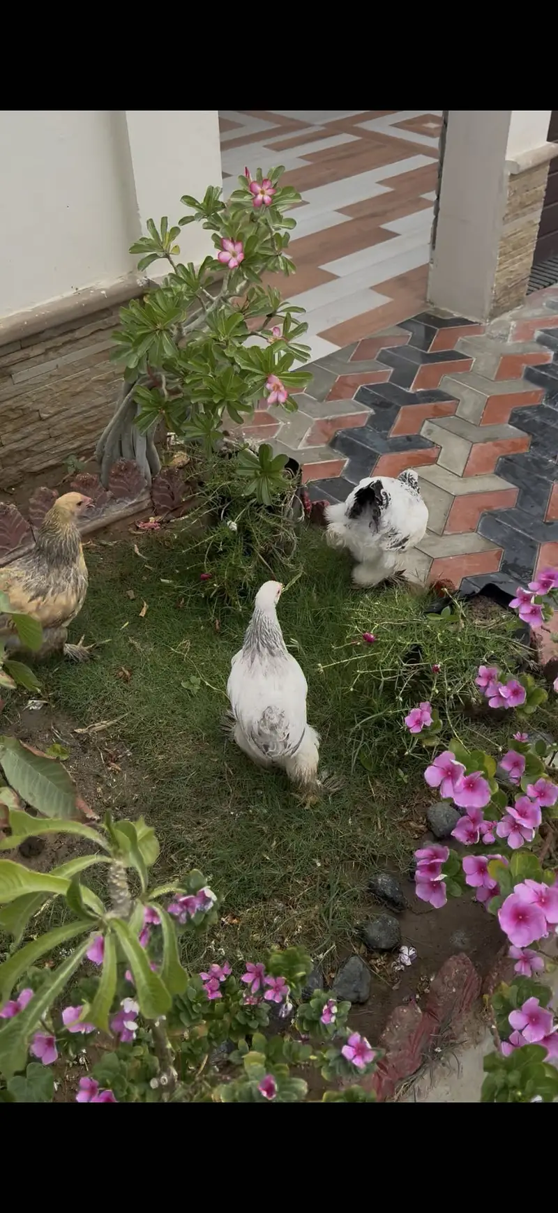 Pair of White Brahma and one golden buff — photo 3