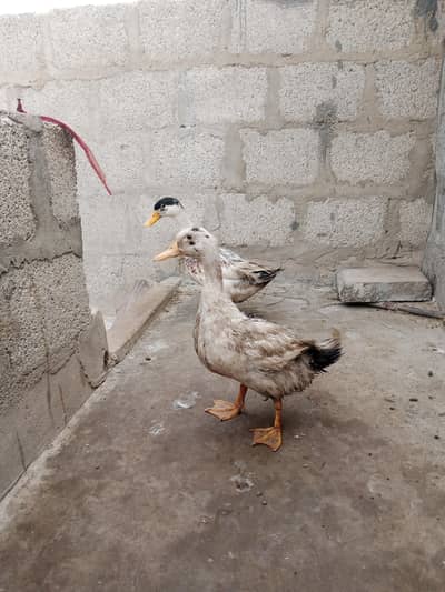 Duck pair 2500