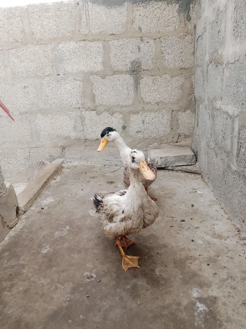 Duck pair 2500 — photo 2