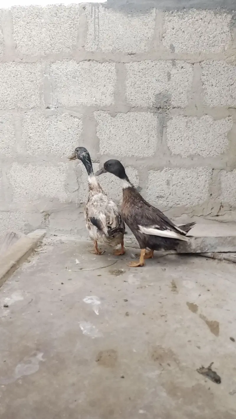 Duck pair 2500 — photo 3
