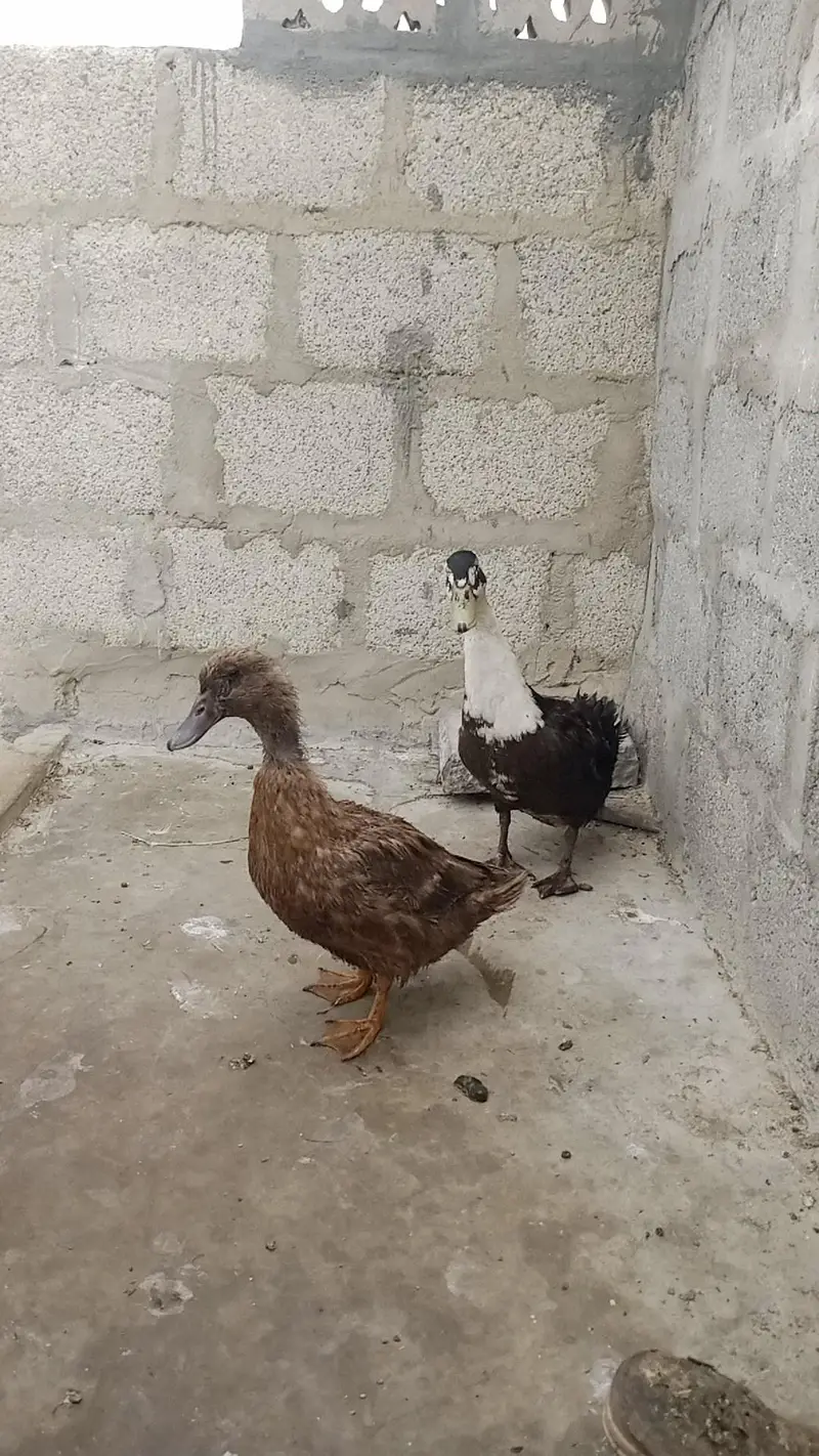 Duck pair 2500 — photo 4