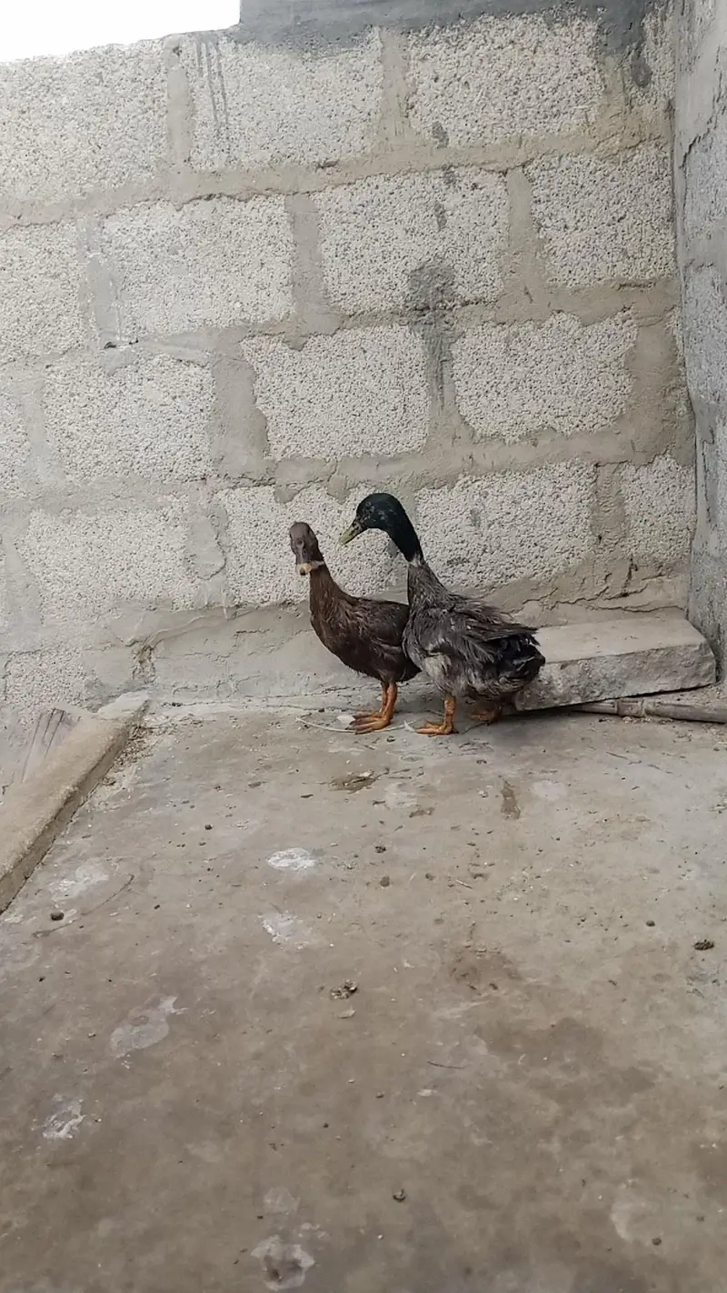 Duck pair 2500 — photo 5