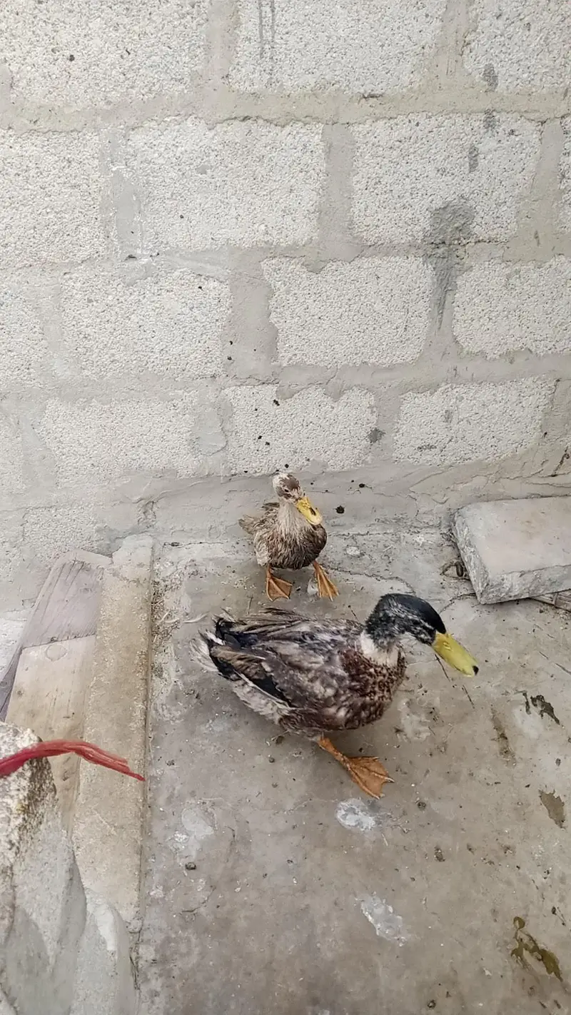 Duck pair 2500 — photo 6