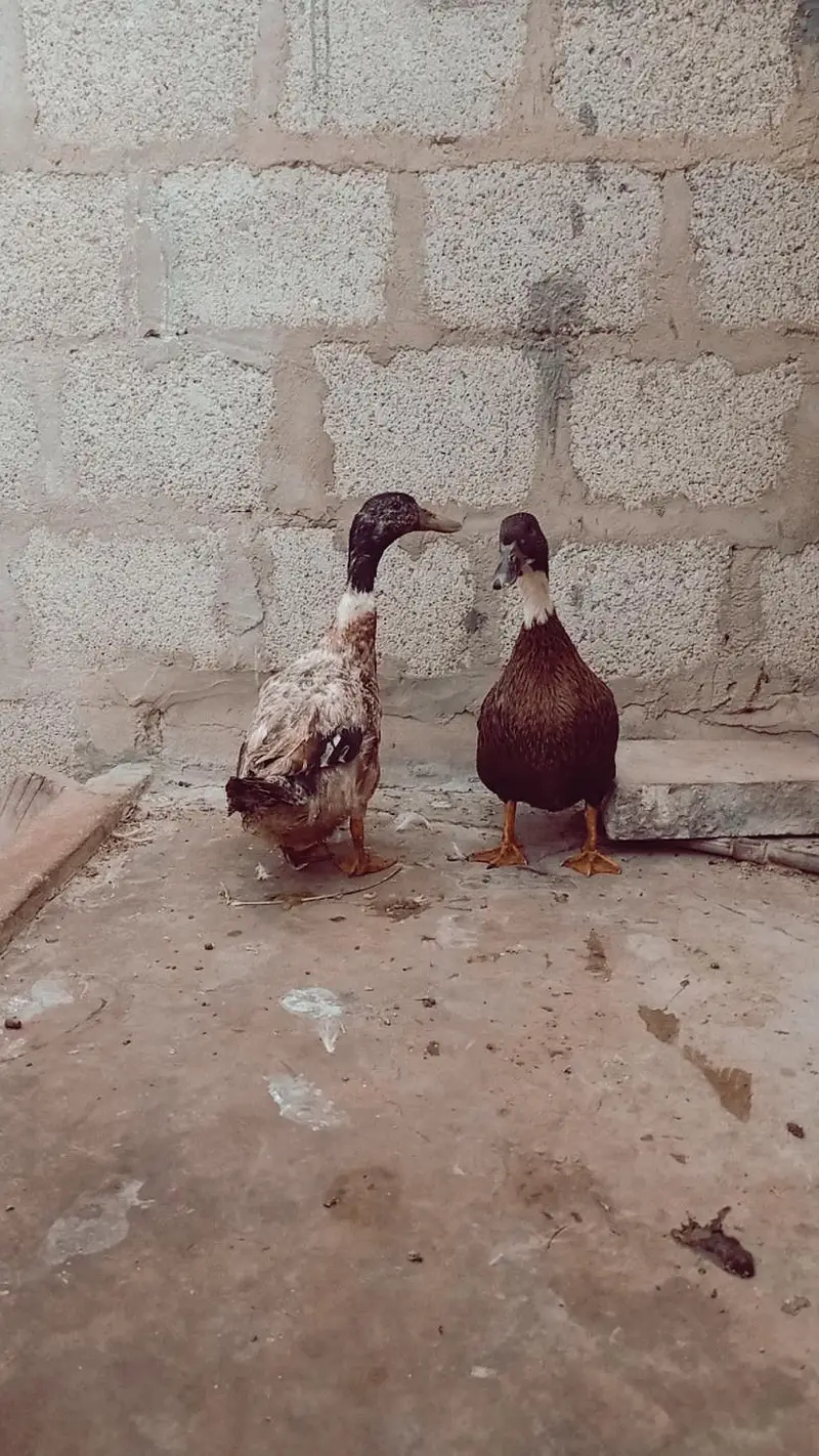 Duck pair 2500 — photo 7
