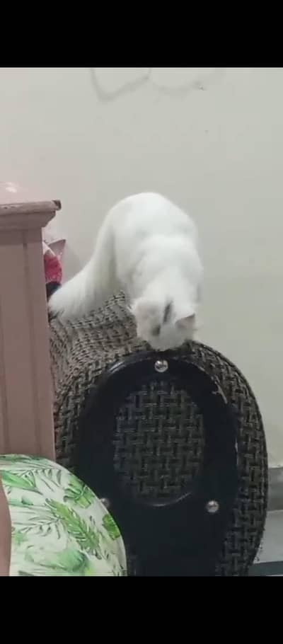 Persian White male cat
