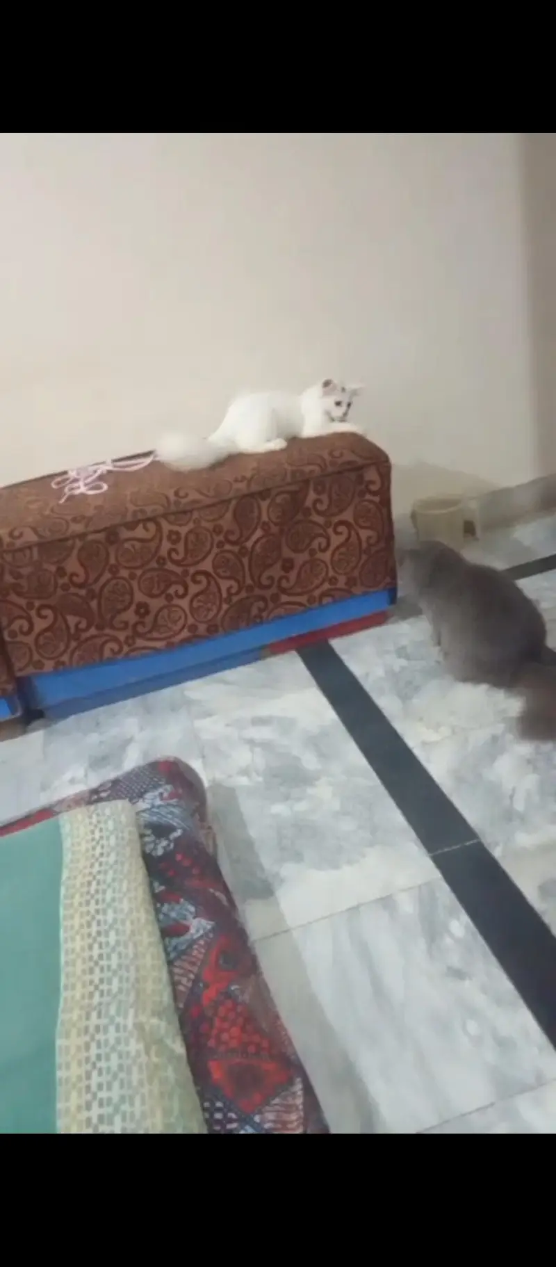 Persian White male cat — photo 2