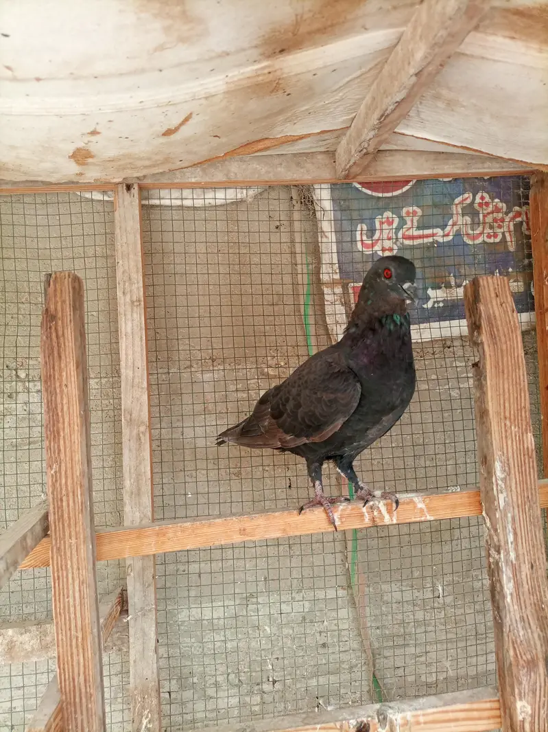 desi kabooter gandedar — photo 2