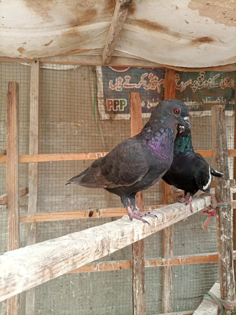 desi kabooter gandedar — photo 3