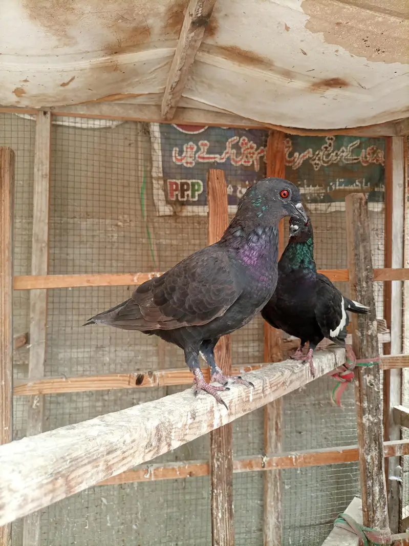 desi kabooter gandedar — photo 4
