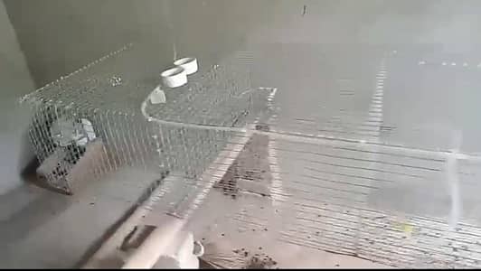 Rabbits Cage