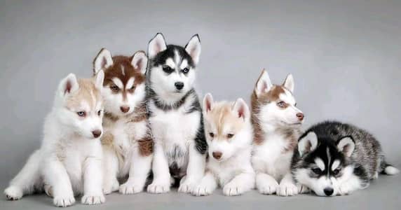 husky dog vaccine related all ok the record body