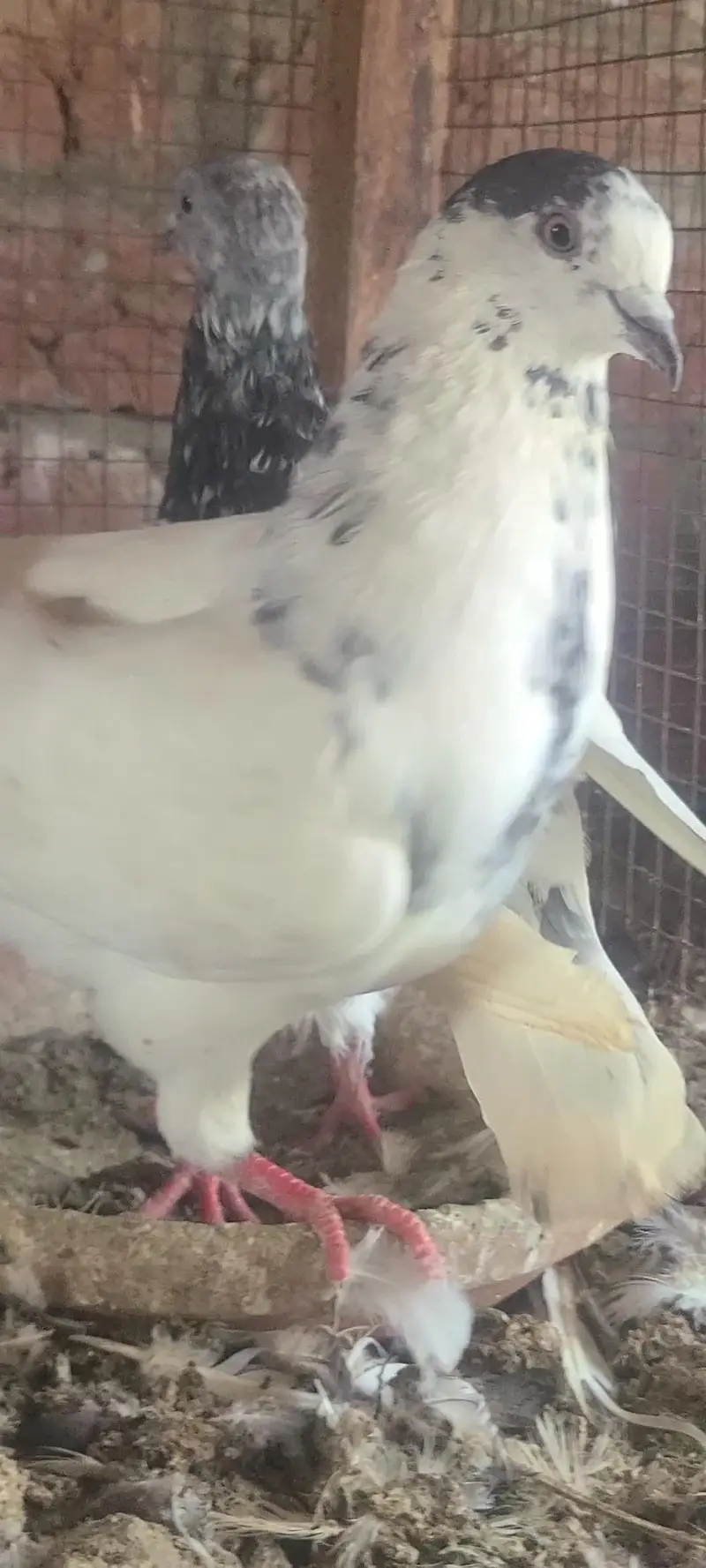 Breeder Kabutar — photo 2