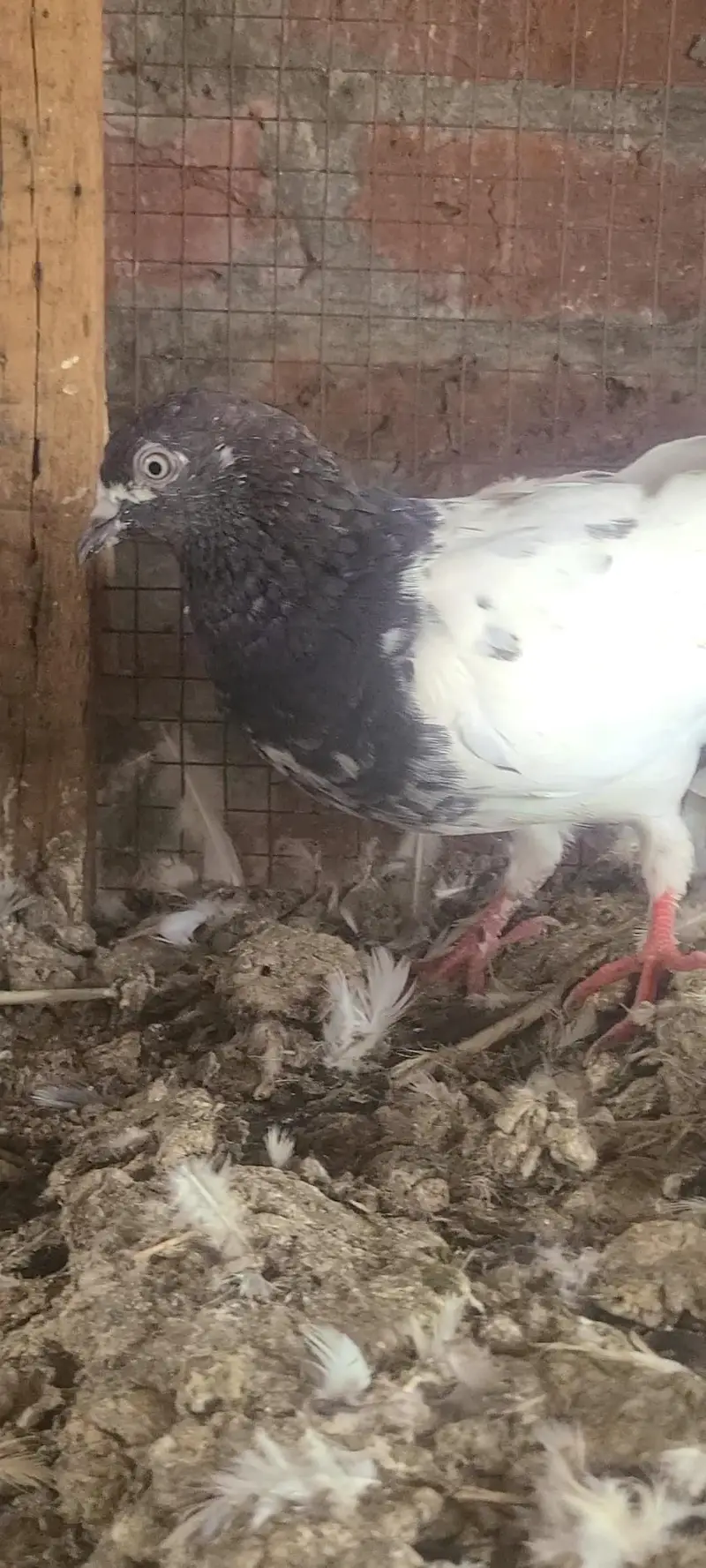 Breeder Kabutar — photo 3