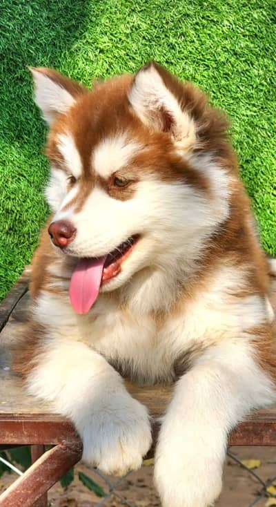 husky dog 3 month age vaccine related 3 code