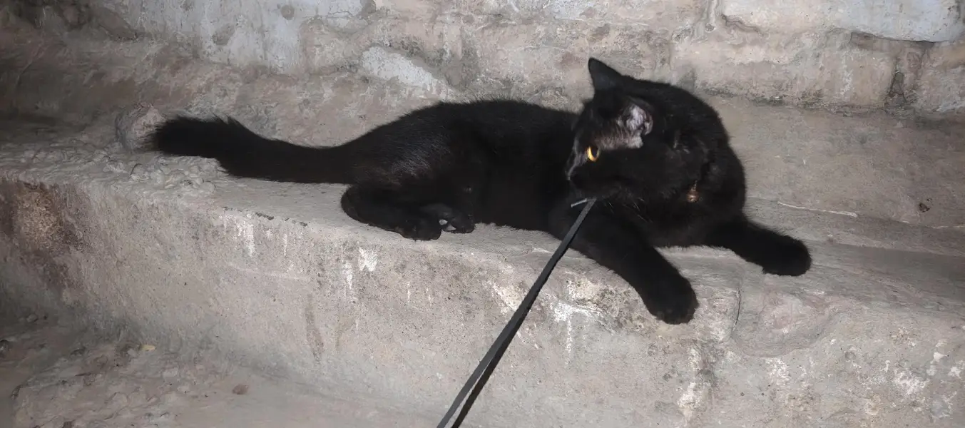 pure breed bombay — photo 3