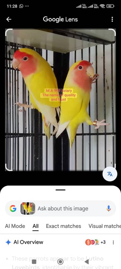 Lutino Love bird