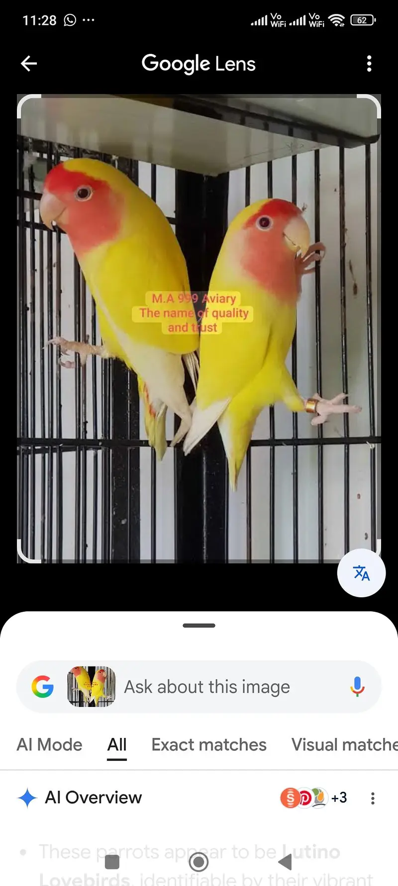 Lutino Love bird — photo 4