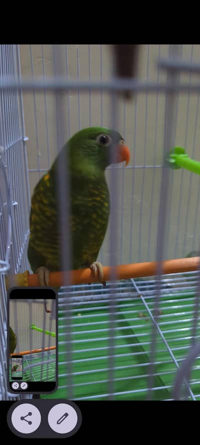 Scaly breasted Lorikeet