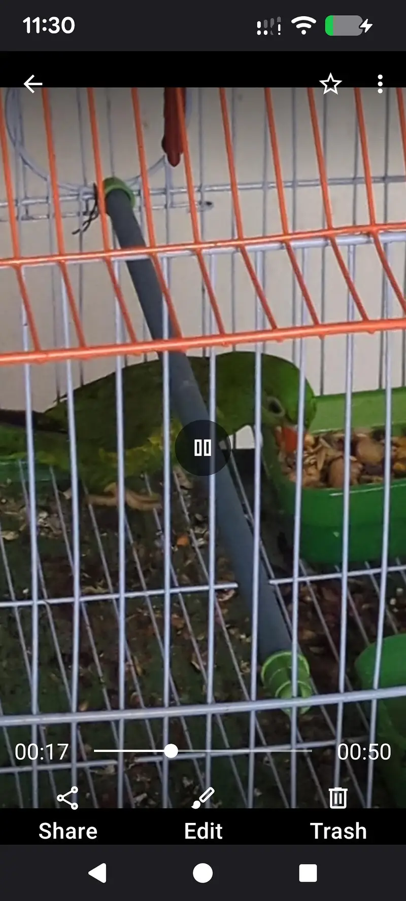 Scaly breasted Lorikeet — photo 2