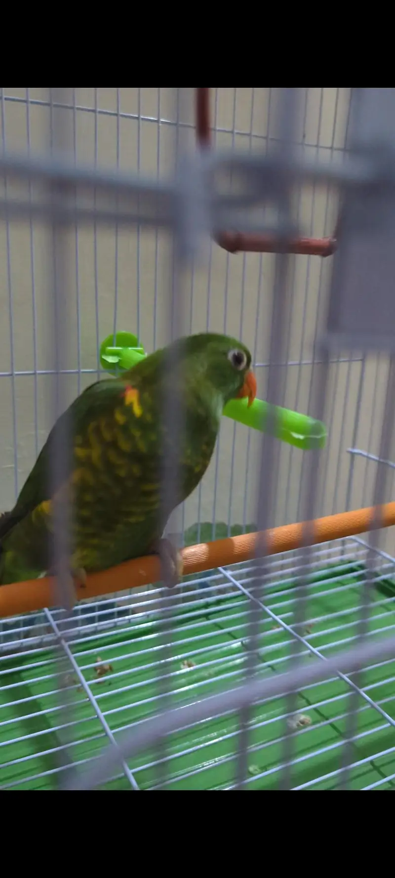 Scaly breasted Lorikeet — photo 3