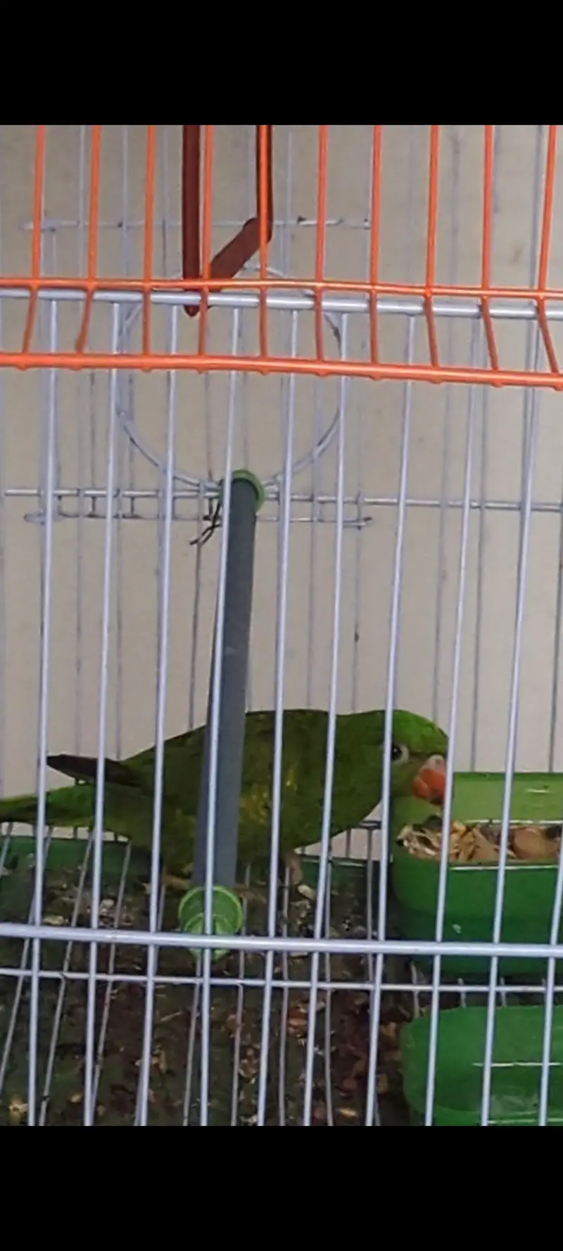 Scaly breasted Lorikeet — photo 4