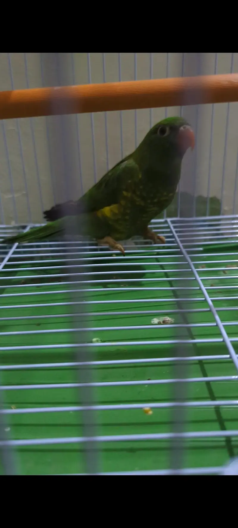 Scaly breasted Lorikeet — photo 5