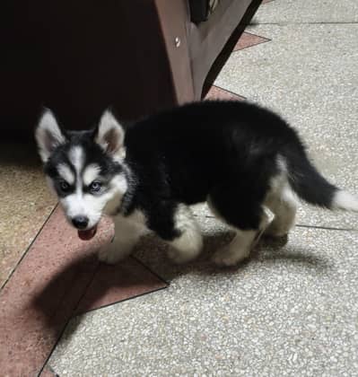 Husky female black and white