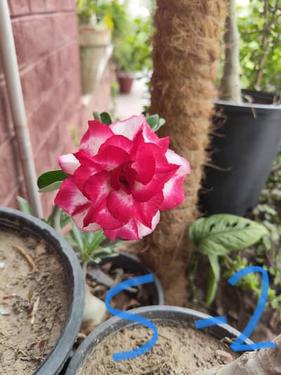 adenium grafted plants