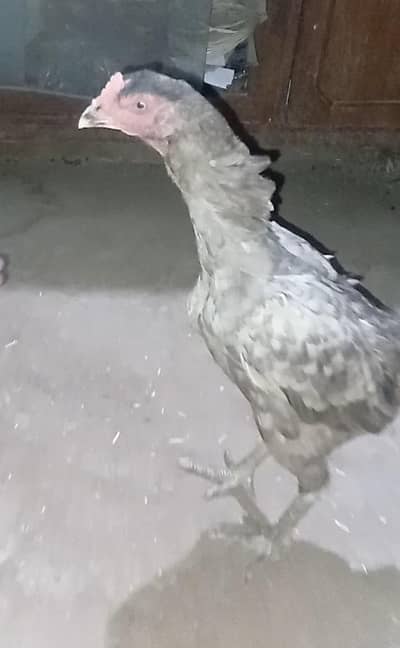 Aseel shamo salayti female for sale