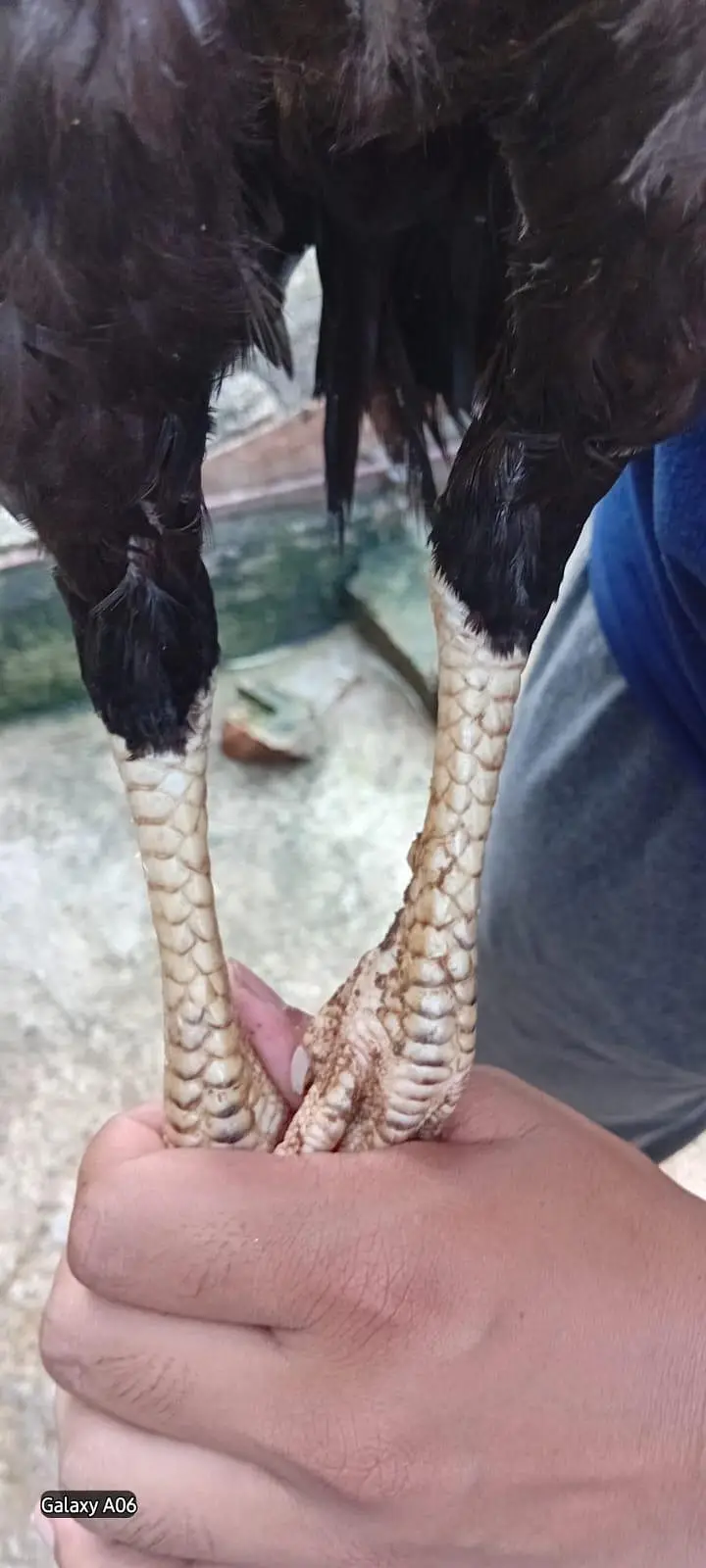 1 aseel male 2 females — photo 2