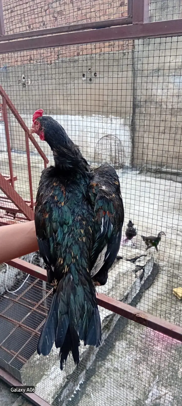 1 aseel male 2 females — photo 3