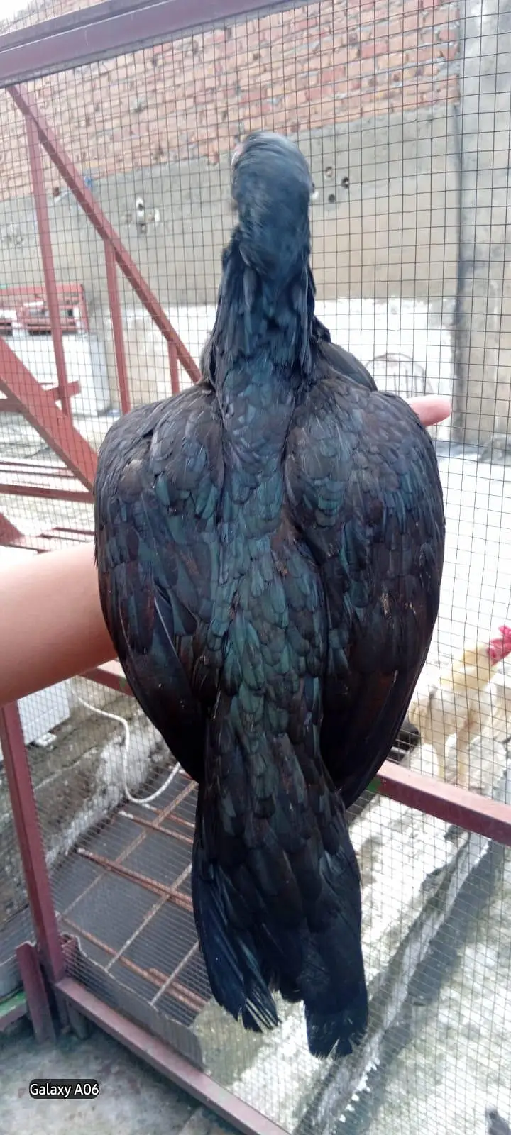 1 aseel male 2 females — photo 4