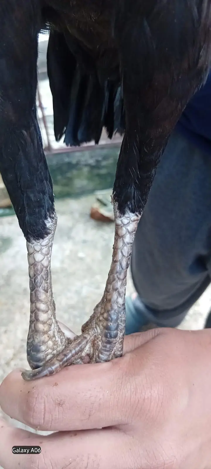 1 aseel male 2 females — photo 5