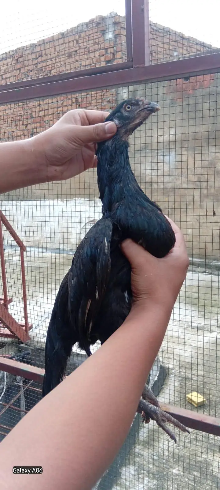 1 aseel male 2 females — photo 6
