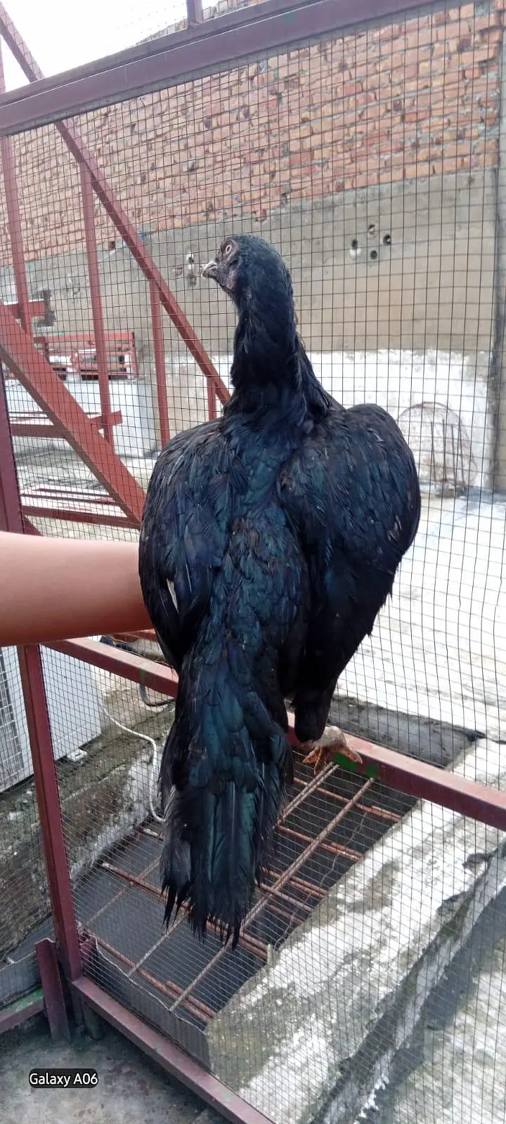 1 aseel male 2 females — photo 7