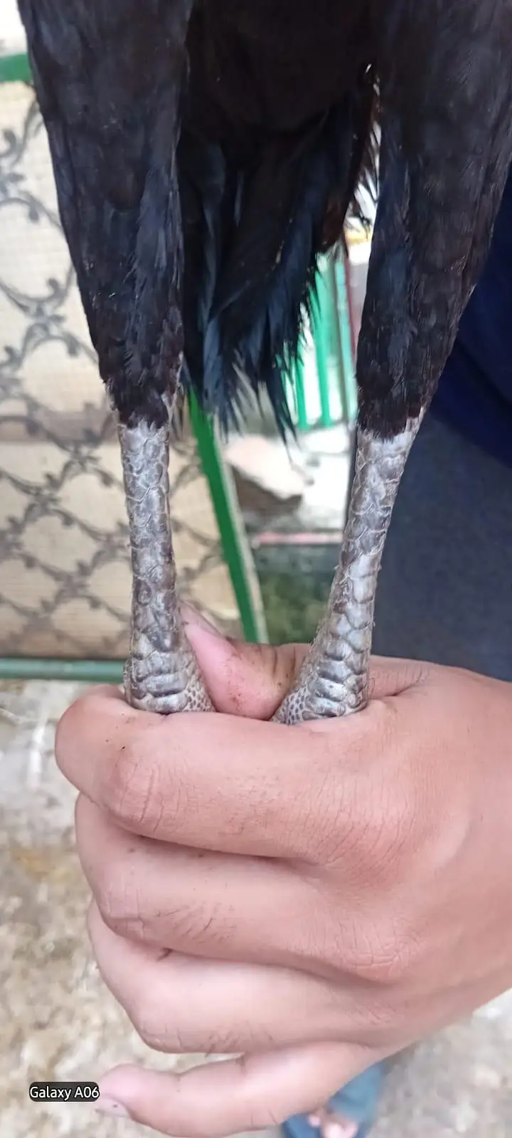 1 aseel male 2 females — photo 8
