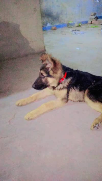 german shepherd dog price only 30k